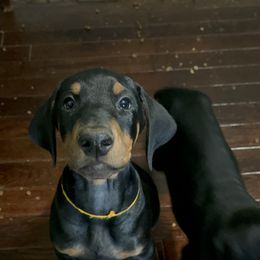 Doberman Pinscher Puppies from Bhon Mhuir Dobermanns