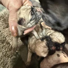 Girl 1 - Fawn female Pug puppy in Saugus, Massachusetts from Pug Puppies of Boston