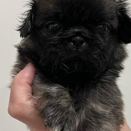 Full AKC - Candi - Fawn sable female Pekingese puppy in Hustontown, Pennsylvania from Triple I Pekes