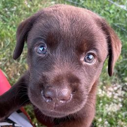 Labrador Retrievers from Saybrook Labrador Retrievers