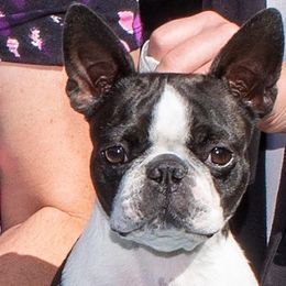 Sherona - Boston Terrier