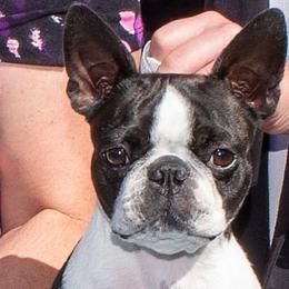 Sherona - Boston Terrier