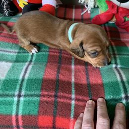 Dachshund Puppies from Cajun Low Riderz