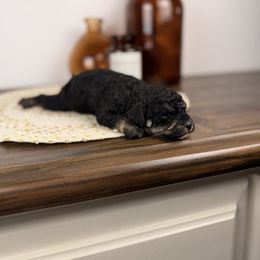 Orange - Tri-color female Bernedoodle puppy in Sweetwater, Florida from Sandy Snout Doodles