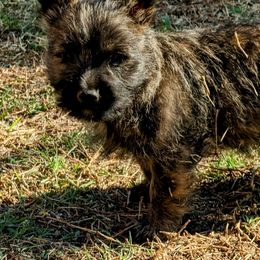 Cairn Terriers from Mama Citas Family