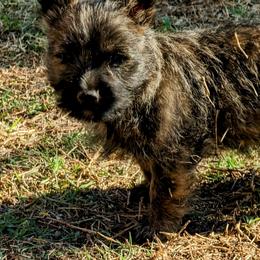 Cairn Terriers from Mama Citas Family