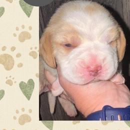 Ridge - Red and white male Beagle puppy in Viper, Kentucky from Mountain Top