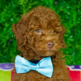 Prince - Red  male Goldendoodle puppy in Brandon, Florida from Murphys Doodles