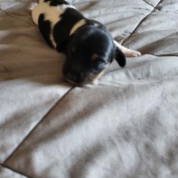 Tank - Piebald male Dachshund puppy in Geneva, Florida from TGIF Doxies
