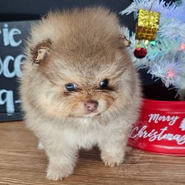 Pepper's Wildflower and Barley - Flower - Chocolate sable female Pomeranian puppy in Plant City, Florida from Pepper's Pomeranians