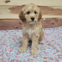 Buffy - Buff female Cockapoo puppy in Missouri from KDK Missouri Miniature Poodles