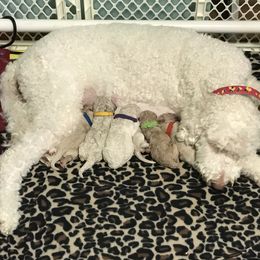Goldendoodle, Schnoodle, and Sheepadoodle Puppies from Dood Ranch