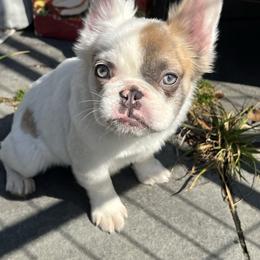 Murphy - Tricolors male French Bulldog puppy in Enfield, Connecticut from AVM Frenchies