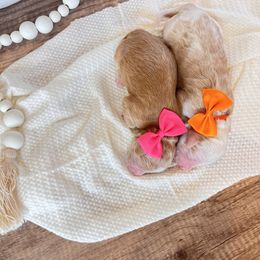 Bernedoodle and Goldendoodle Puppies from Hello Doodle Ranch
