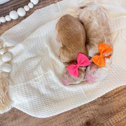 Bernedoodle and Goldendoodle Puppies from Hello Doodle Ranch