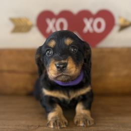 Female 1 - Black and tan female Dachshund puppy in Leon County, Texas from Diamond N the Ruff Dachshunds