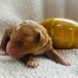 Green collar - Apricot female Goldendoodle puppy in Denison, Iowa from Violet View Iowa Goldendoodles