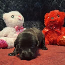 Shadow - Black female Labrador Retriever puppy in Bemidji, Minnesota from Northern Star Elite Quality Labrador Retrievers