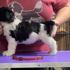 Cranberry - Schapendoes puppy in North Carolina from Wild Clover Schapendoes