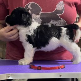Cranberry - Schapendoes puppy in North Carolina from Wild Clover Schapendoes