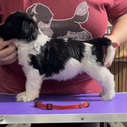 Cranberry - Schapendoes puppy in North Carolina from Wild Clover Schapendoes