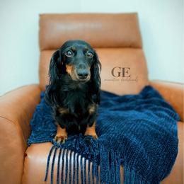 June - Dachshund