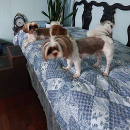 Shih Tzu All Grown Up from Shih Tzu's by Jen