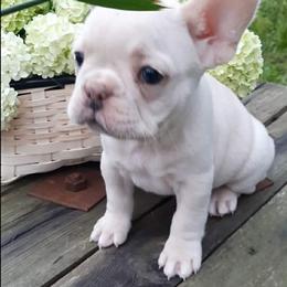 Tulip - Cream female French Bulldog puppy in Houston, Missouri from Pistol Creek Puppies