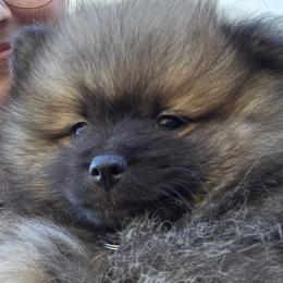 Frosty - Cream sable male Pomeranian puppy in Sanford, Florida from Serena's Poms