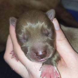 Drina - Red and white female Siberian Husky puppy in Richland, Mississippi from Feazell’s Siberian Huskies