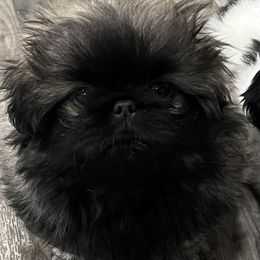 Full AKC - Franklin - Fawn sable male Pekingese puppy in Pennsylvania from Triple I Pekes