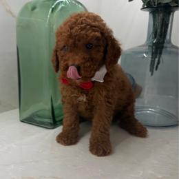 Simba - Red  male Goldendoodle puppy in Mint Hill, North Carolina from DoodleForever
