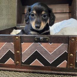 Black - Black and tan male Dachshund puppy in Panama City Fl, Florida from Southern Bliss Doxies