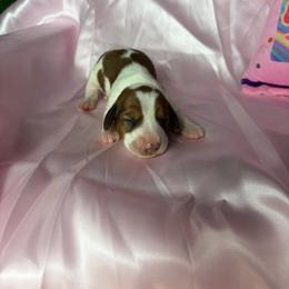 Harry - Piebald male Dachshund puppy in Lake City, Florida from My Ditzy Doxies of Florida