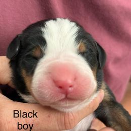 Black boy - Black, white and red male Greater Swiss Mountain Dog puppy in Woodland, Washington from Woodland Swissie’s