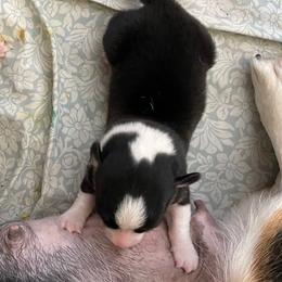 Black Tri Male - Black and tan male Pembroke Welsh Corgi puppy in Cameron, Texas from Moonstone Corgis & Frenchies