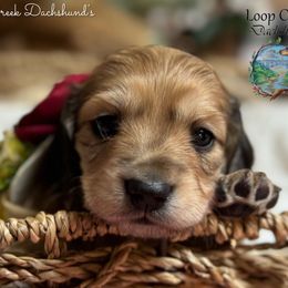 Topaz - Cream female Dachshund puppy in Fayetteville, West Virginia from Loop Creek Dachshunds