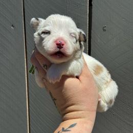 Avalanche (green) fluffy - Fawn and white male American Corgi puppy in East Oakdale, California from Rhettro Kennels