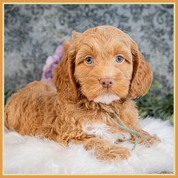 Rita - Red female Cockapoo puppy in Connersville, Indiana from Deaz Doodle Ranch