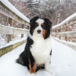 Willow - Australian Shepherd