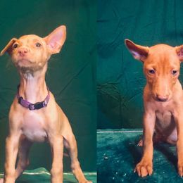 Sonic x Surf female puppy - Chestnut female Pharaoh Hound puppy in Vancouver, Washington from Nefer-Temu Pharaoh Hounds