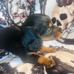 Holly - Black and tan female Dachshund puppy in Argos, Indiana from TKO Doxies