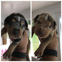 Catahoula Leopard Dog Puppies from Magnolia Farms Kennel
