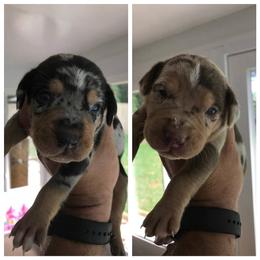Catahoula Leopard Dog Puppies from Magnolia Farms Kennel