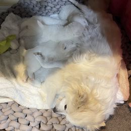 American Eskimo Dog Puppies from Bella's American Eskimos