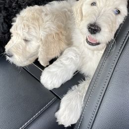 Goldendoodle Puppies from Bianca Bleu Goldendoodles