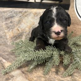 Star - Tri-color female Bernedoodle puppy in Temecula, California from Country Hills Doodles