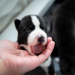 Grimm - Black and white male Siberian Husky puppy in Greenville, North Carolina from Ivie Huskies