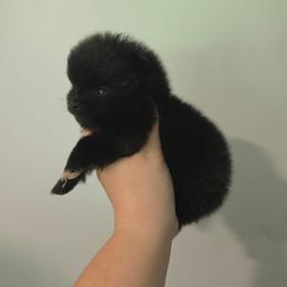 Soot - Black male Pomeranian puppy in Wildersville, Tennessee from RoyalRarity's Poms & Enrichment