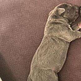 Girl 3 - Gray female Cane Corso puppy in Mansfield, Texas from Majestic Pride Cane Corso LLC